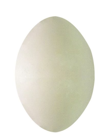 Huevos de Plastico para Psitacidas SISAL FIBRE