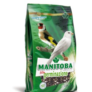 Semilla Alta Germinación Calidad Superior No Doré MANITOBA