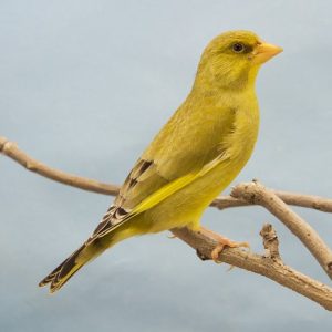 VERDERON EUROPEO GIGANTE XXL CLASICO Y MUTADO (Sin envio de Aves)