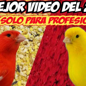 Pasta Solo Profesionales ROJO, hecha por JUAN FRANCISCO BURGOS Muda