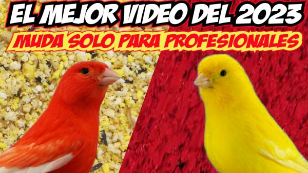 Pasta Solo Profesionales ROJO, hecha por JUAN FRANCISCO BURGOS Muda