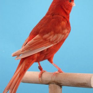 CANARIO BRUNO PASTEL ROJO INTENSO Y NEVADO (Sin envio de Aves)