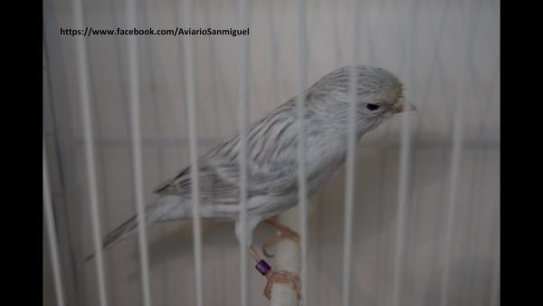 Ágata OPAL Plata o Agata OPAL fondo Blanco (Sin envio de Aves)