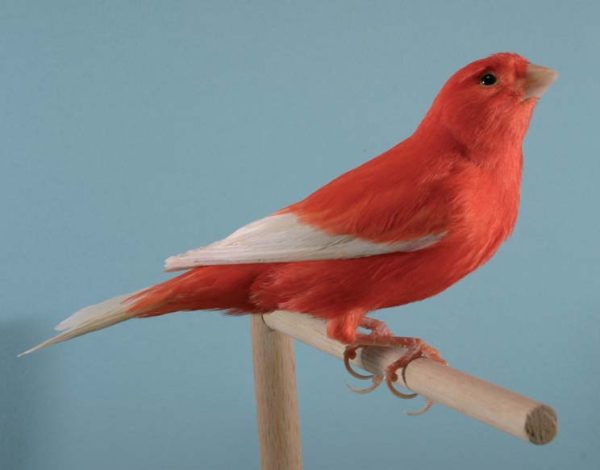 ROJOS ALAS BLANCAS