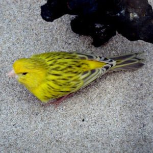 Canario Ágata TOPACIO Amarillo (Sin envio de Aves)